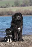 DOGUE DU TIBET 149